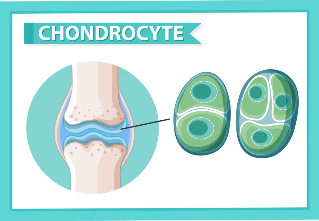 เซลล์คอนโดรไซต์ Chondrocyte ที่ทำหน้าที่สร้างคอลลาเจนข้อเข่า
