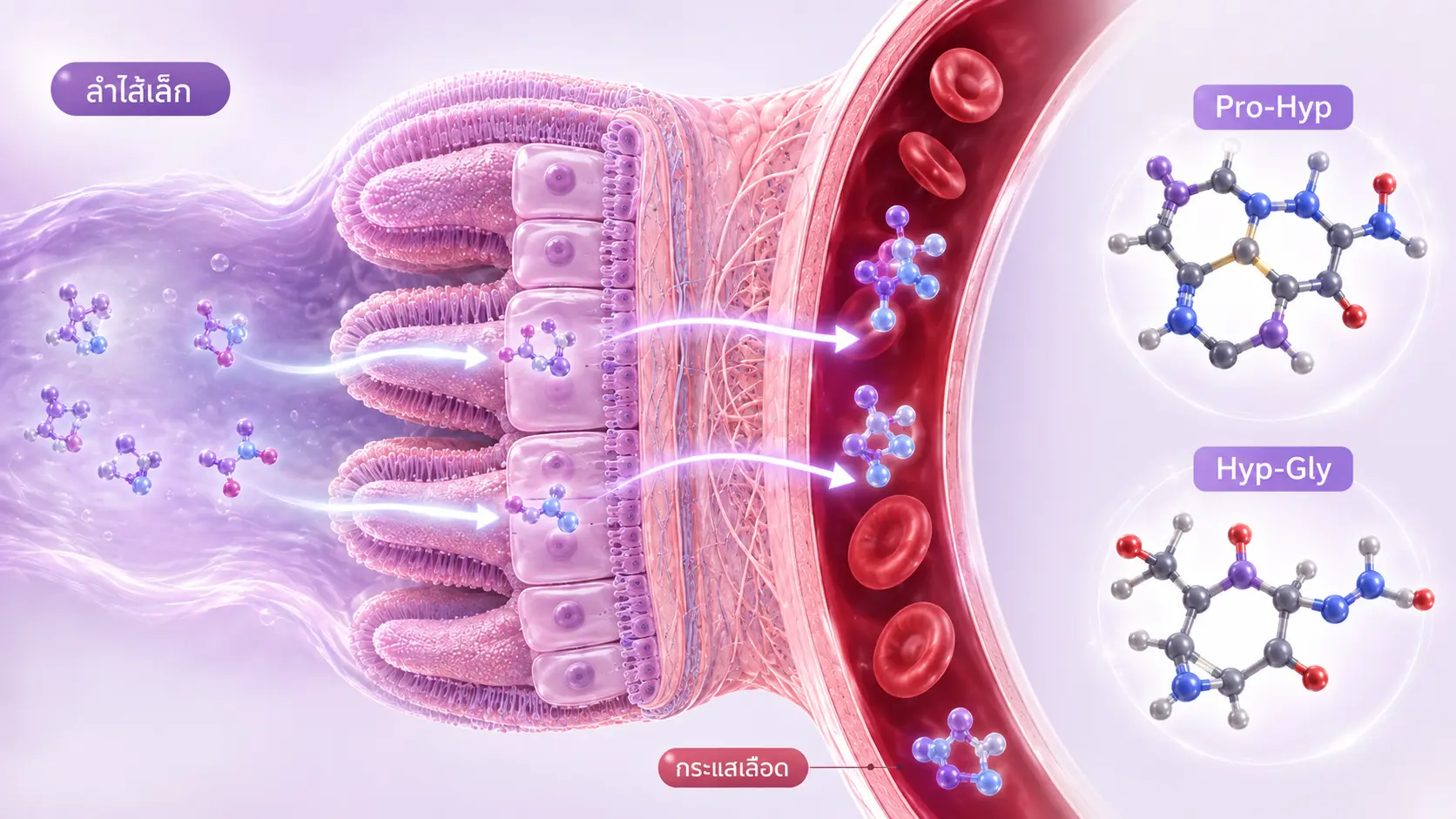 Pro-Hyp และ Hyp-Gly bioactive collagen dipeptides
