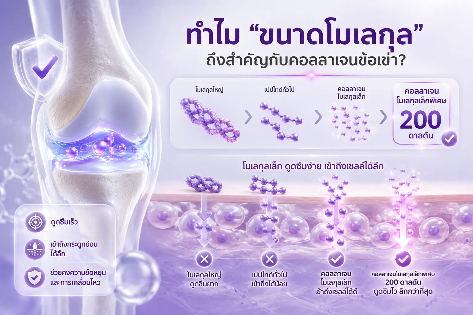 เปรียบเทียบขนาดโมเลกุลคอลลาเจนและการดูดซึมเข้าสู่ร่างกาย