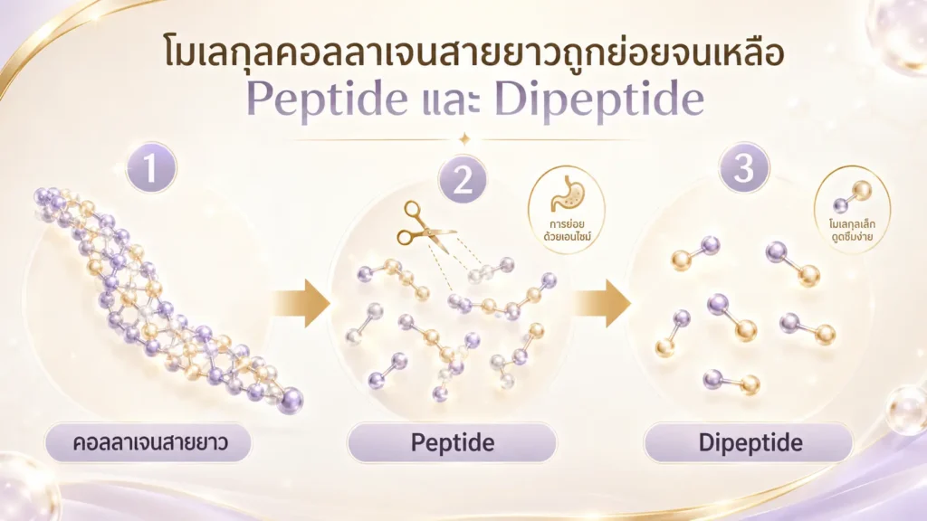 คอลลาเจนไดเปปไทด์ คืออะไร