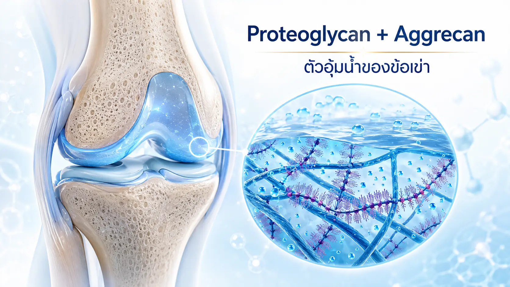 สารโปรตีโอไกลแคน Proteoglycan ตัวอุ้มน้ำในข้อเข่า